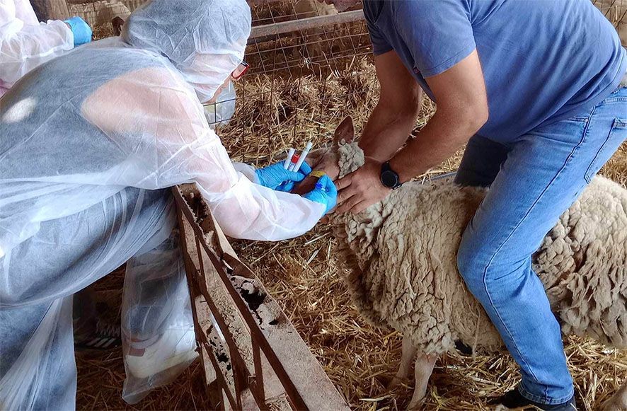 Χρήματα στους κτηνοτρόφους της Θεσσαλίας για την ευλογιά